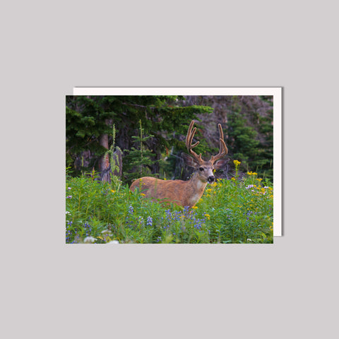 Deer greeting card