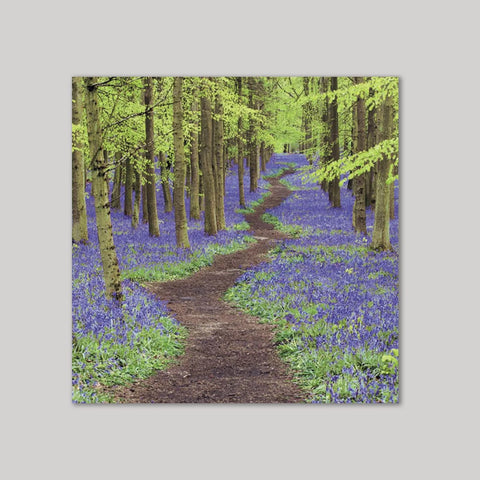 The bluebell wood